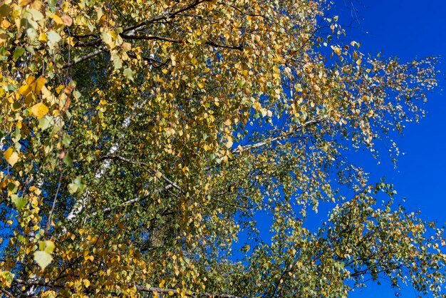 Birch forest with trees with yellow and green foliage sunny autumn weather in the birch forest