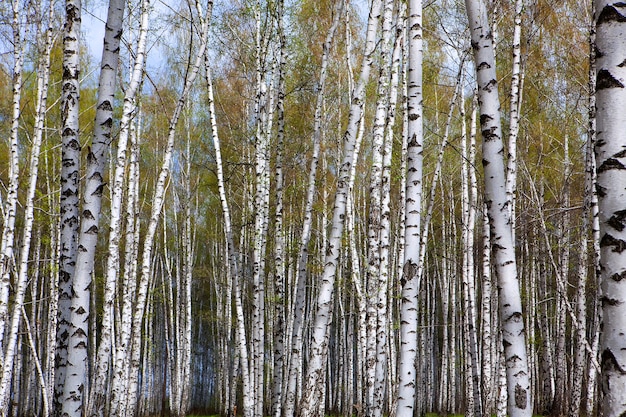 Birch forest