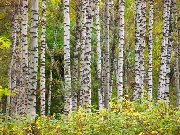 Birch forest