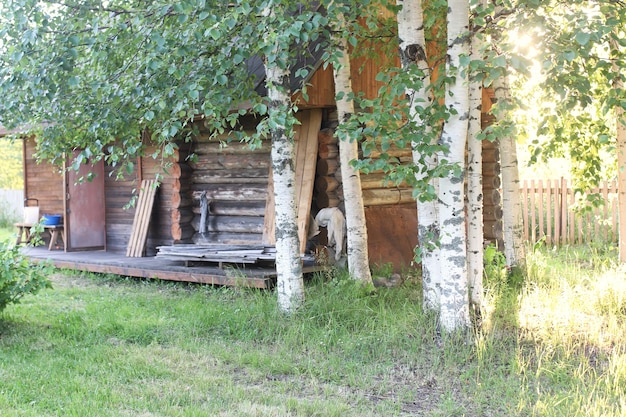 Birch and grass on sunset countryside