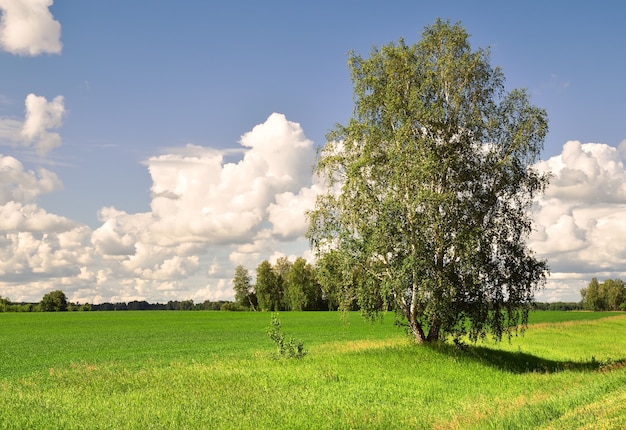 Photo birch on a green field