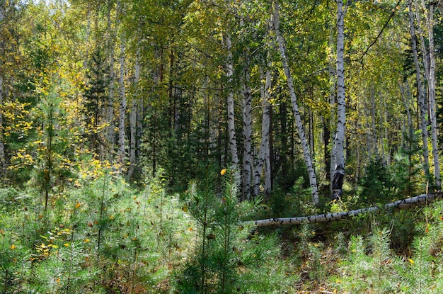 Birch grove in autumn Autumn birch forest