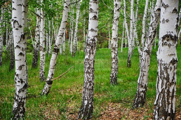 Birch grove beautiful nature in summer