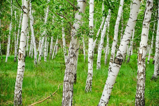 Birch grove beautiful nature in summer