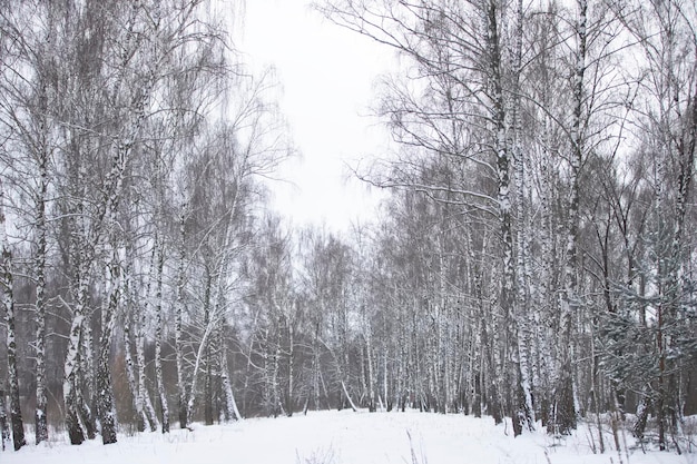 A birch grove covered with white snow Forest in winter
