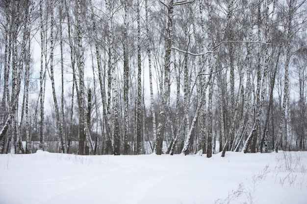 A birch grove covered with white snow Forest in winter