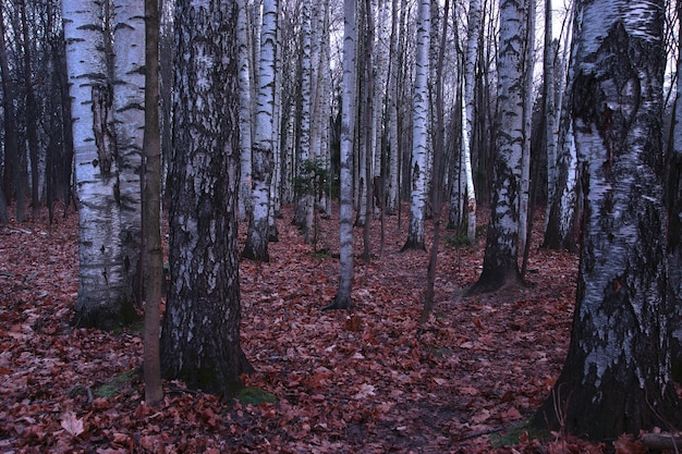 Birch grove in the dawn blue twilight in autumn.