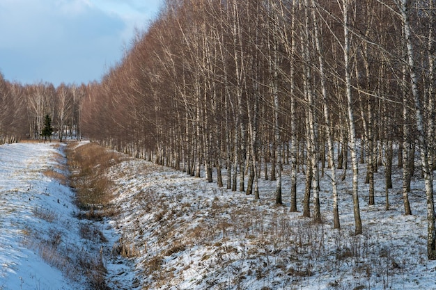 白樺の木立は、雪と霜で覆われた冬に灌漑用水路に沿って成長します。日当たりの良い凍るような日に美しい都市公園の冬の風景