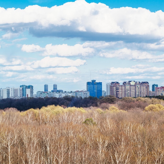 Березовая роща, освещенная солнцем и городом