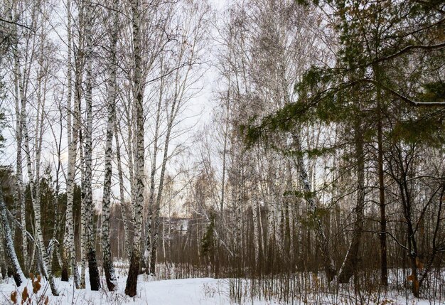 冬の混合林の白樺林