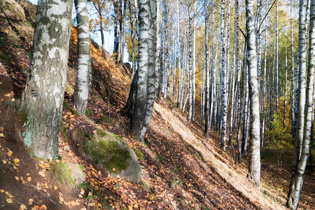 Birch grove on the mountainside