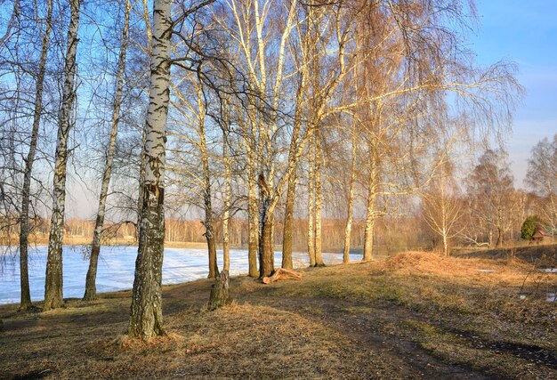 Birch grove on a spring morning Trunks of bare trees in the morning sunlight Siberia Russia