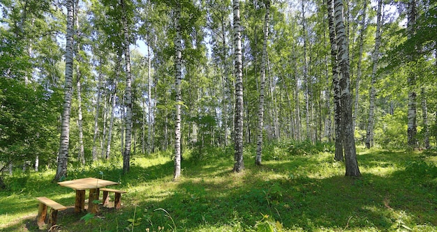 birch grove in summer