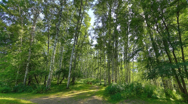 birch grove in summer