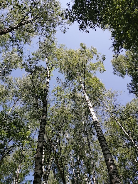 아래에서 위로 자작나무 숲과 햇빛이 비치는 푸른 하늘