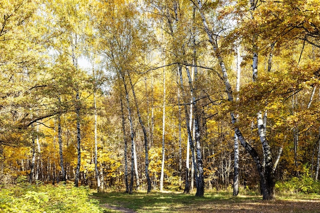 Birch grove with yellow foliage in autumn forest