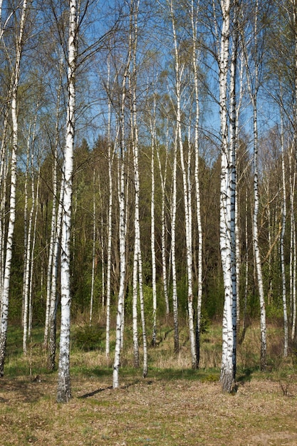 Birch grove