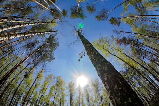 Birch Grove