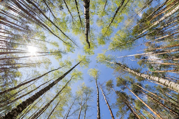 Birch Grove