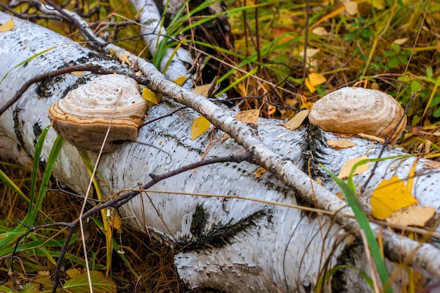 白樺は秋の森にあり、彼女の2つの大きな多孔菌選択的焦点背景はぼやけています