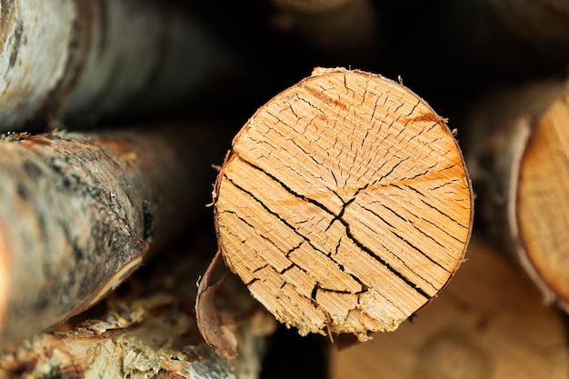 The birch is closeup Deforestation