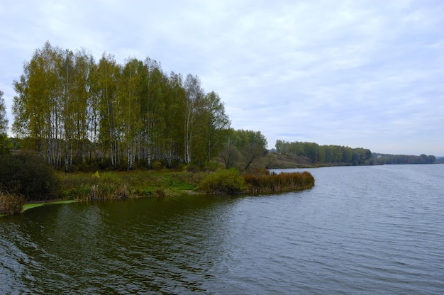 Birch and lake