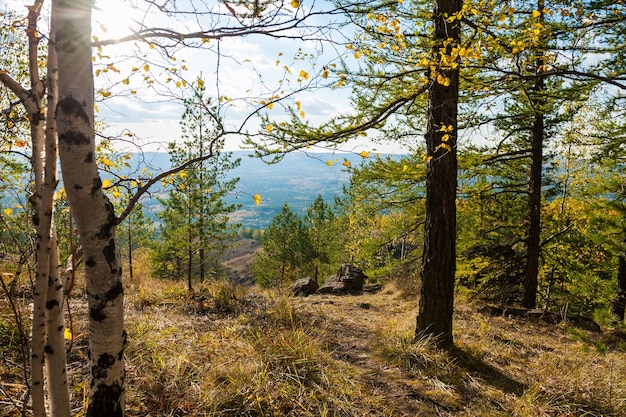 Birch and larch tree in the forest in the mountains. Autumn landscape