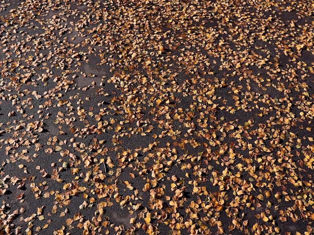 Birch leaves on the asphalt