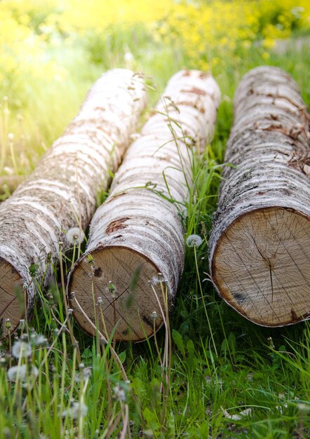 Birch logs lie in the grass