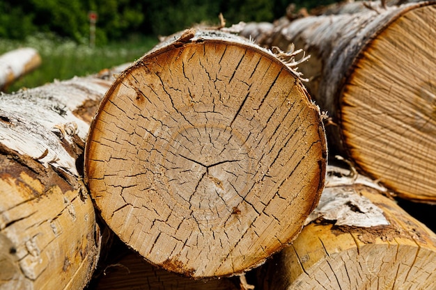 Birch logs lie stacked in nature High quality photo