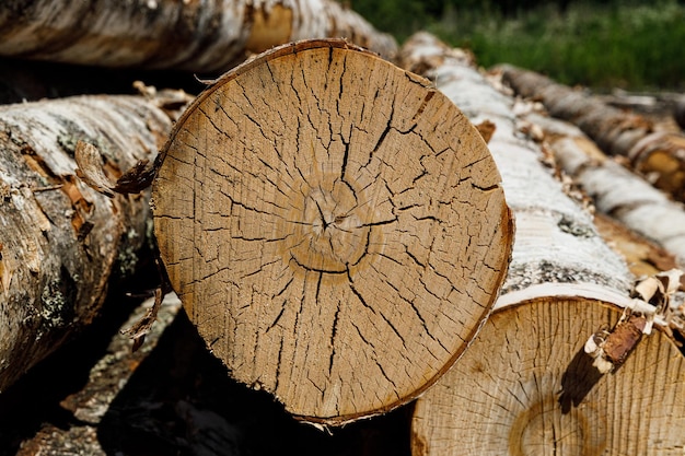 Birch logs lie stacked in nature High quality photo