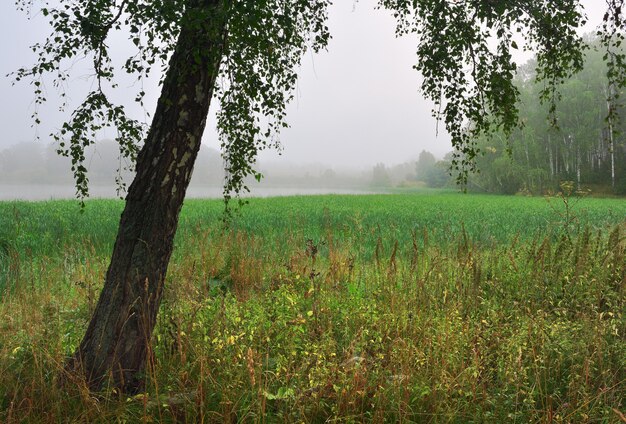 Birch in the morning fog