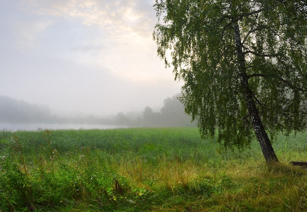 Birch in the morning fog