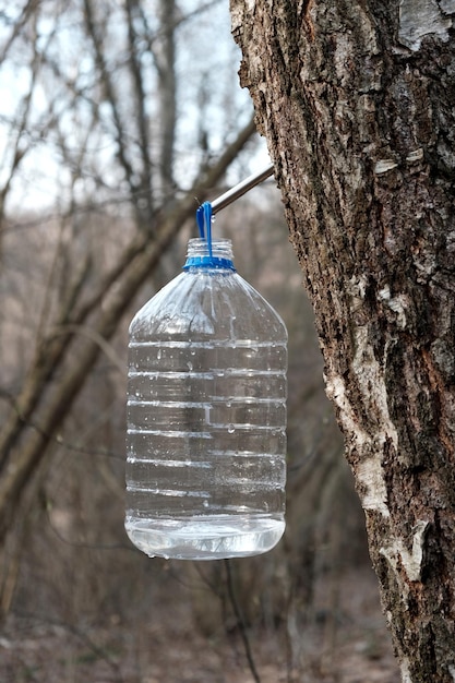 Birch sap liquid flowing from trunk of birch tree under the action of root pressure