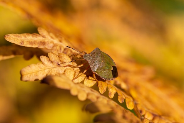 白樺の盾虫Elasmostethusinterstinctusは、Acanthosomatidae科の盾虫の一種です。黄金の秋の背景、黄色いシダの葉の上に座っているカブトムシ、マクロ。