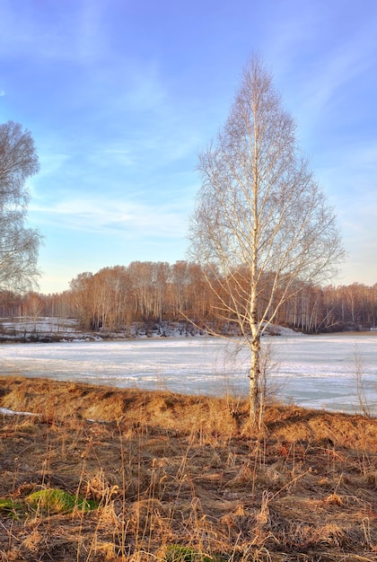 얼어붙은 호수 기슭의 자작나무 봄 아침 마른 풀 사이에 있는 맨 나무