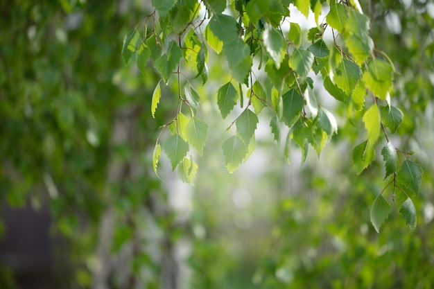 Birch takken met bladeren verlicht door de zon Groene bloemen achtergrond