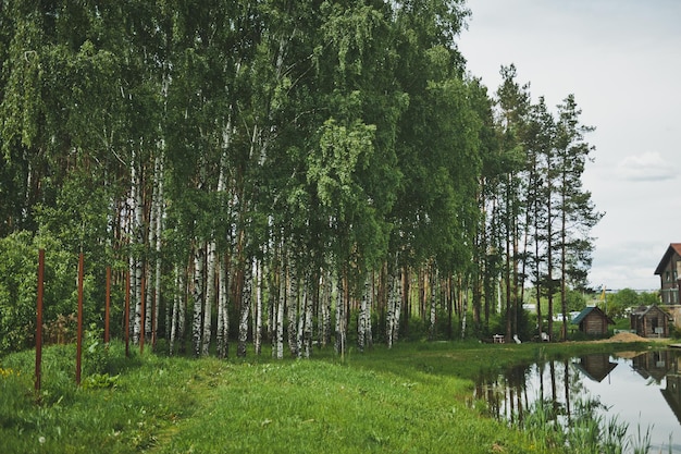 Birch thicket on the shore of the lake 9291