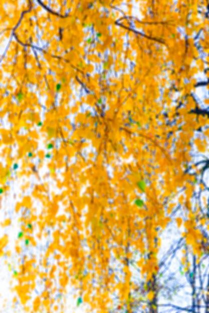 Birch tree in autumn