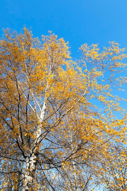 Birch tree in autumn