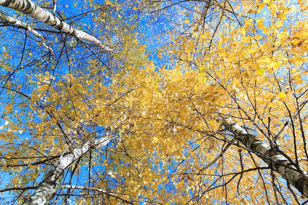 Birch tree in autumn