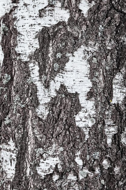 Photo birch tree bark details closeup background or texture