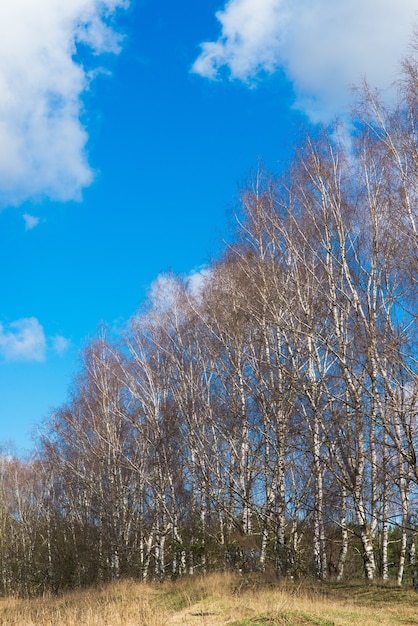 Vista della foresta di betulle nel cielo blu