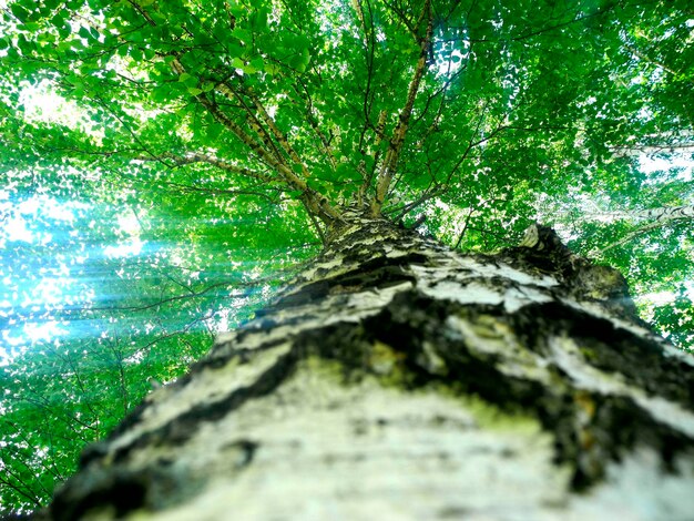 Birch tree in green forest