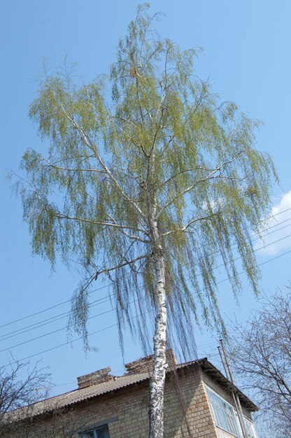 青い空を背景に成長する白樺の木