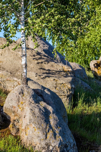 Birch tree between stones