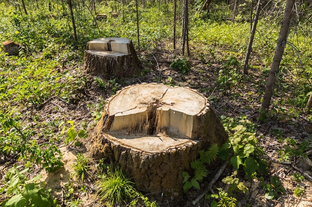 Ceppo di albero di betulla nella foresta