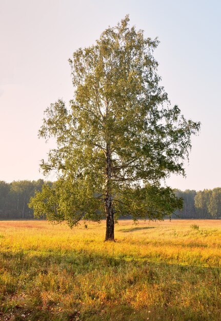 The birch tree on a Sunny meadow020