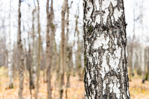 Tronco di betulla da vicino e alberi spogli in autunno