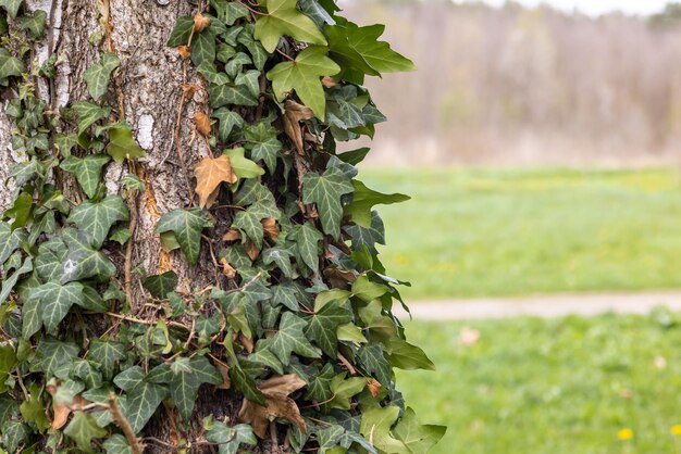 Фото Ствол березы, обернутый листьями плюща